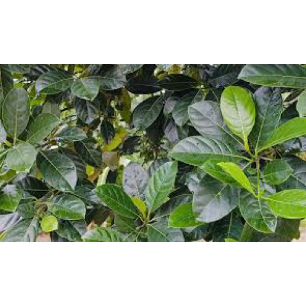 

daun nangka segar pres 300grm