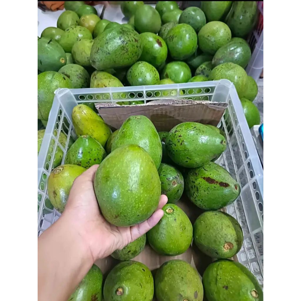 

Alpukat mentega mentah pull tua UK jumbo besar-besar berat bersih 500grm