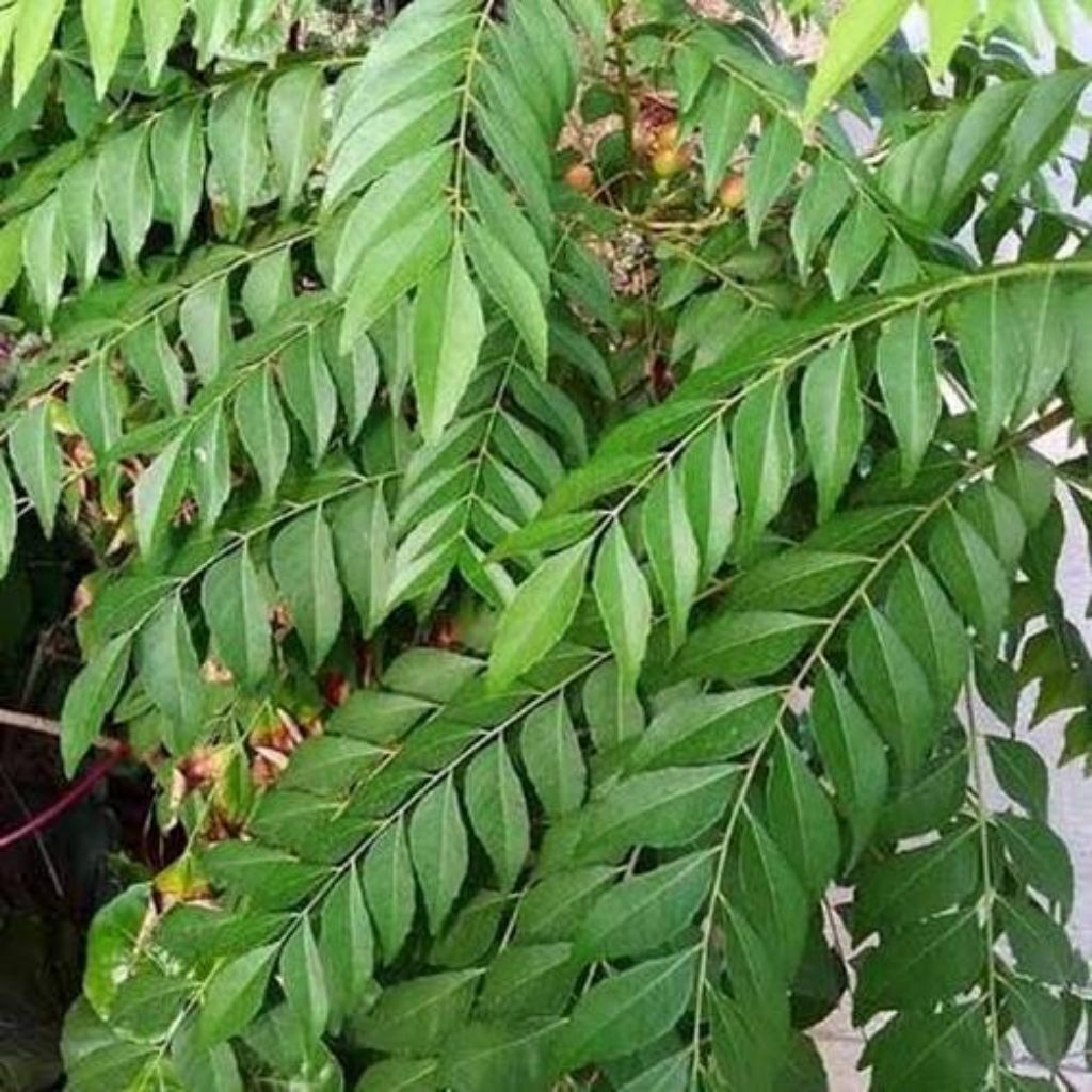 

Daun Kari Koja segar/ salam kari /koro keling.