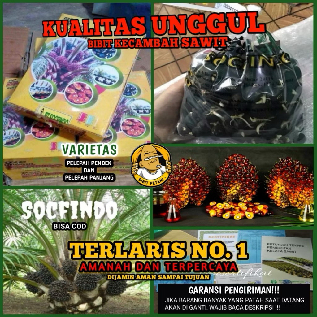 BENIH/BIBIT KECAMBAH SAWIT SOCFINDO UNGGUL BERSERTIFIKAT