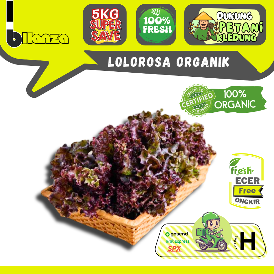

Bllanza | Selada Merah Lolorosa Organik — Sayur Gunung ECER (H)