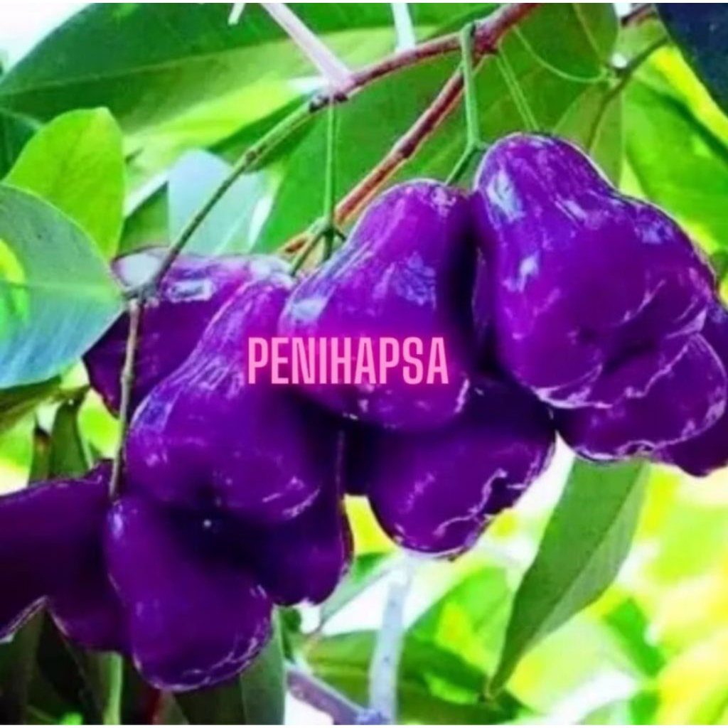 Bibit Jambu Air Citra Ungu Super Okulasi