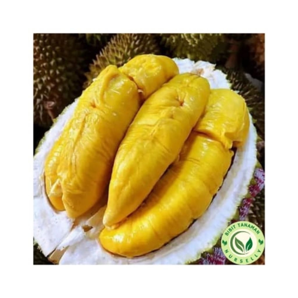 Bibit Pohon Durian Musang King / Varietas Unggulan Import Asal Malaysia / Salah Satu Durian Dengan H