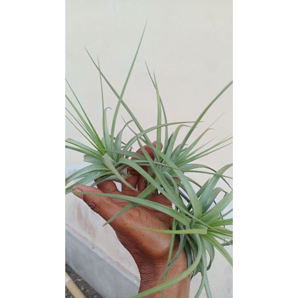 tillandsia concolor