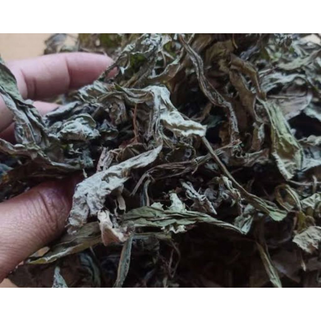 

daun tempuyung kering