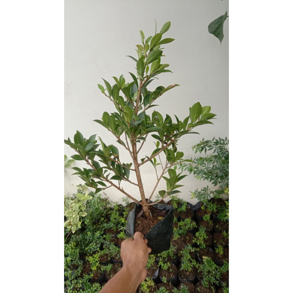 Beringin elegan ORIGINAL/Bahan bonsai beringin elegan