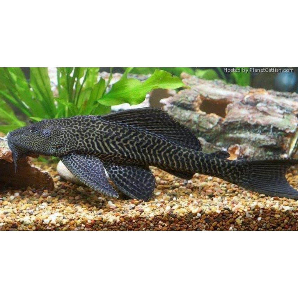 ikan sapu sapu/ikan pembersih aquarium