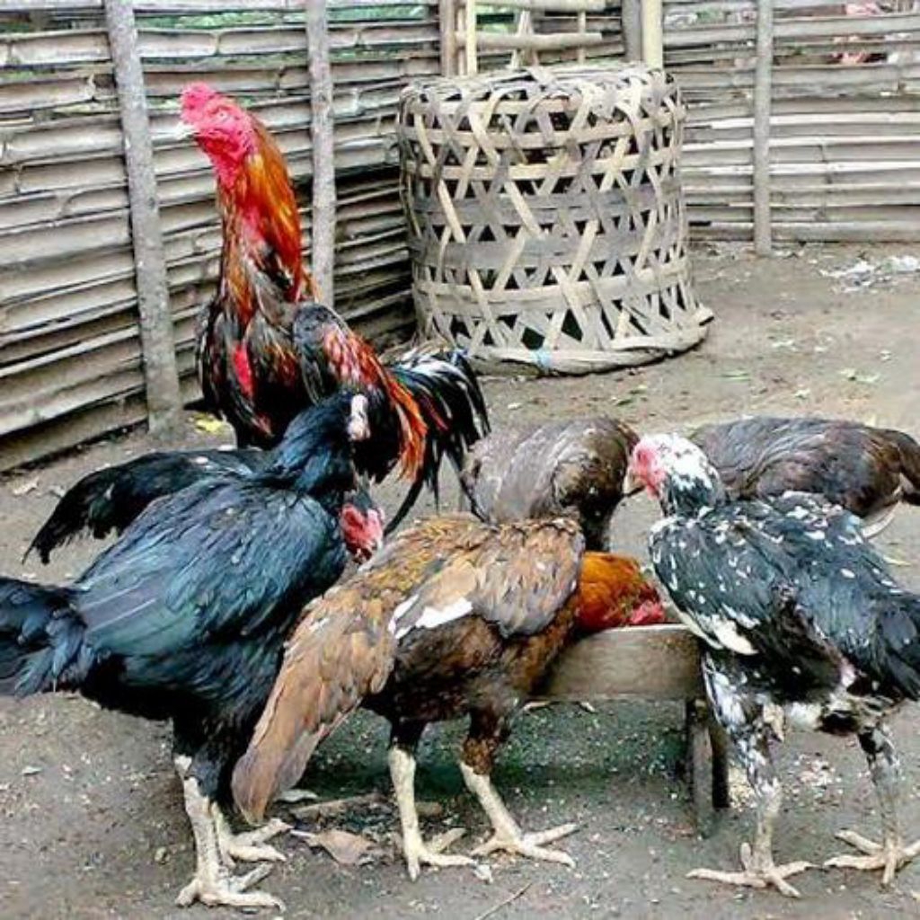 

Ayam kampung hidup segar/ ayam kampung hidup fresh