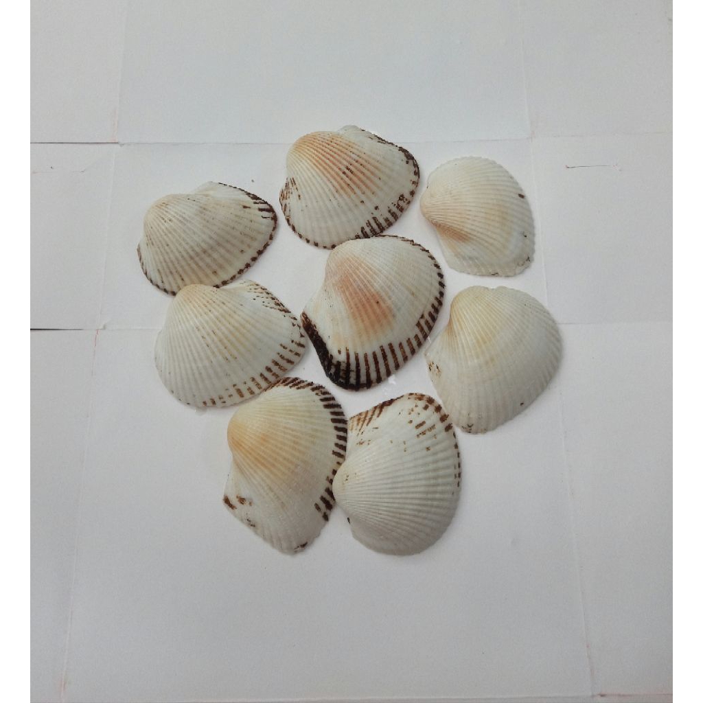 cangkang kerang dara jumbo/ cangkang tok tok/cangkang kelomang /cangkang keong isi 25pcs asli origin