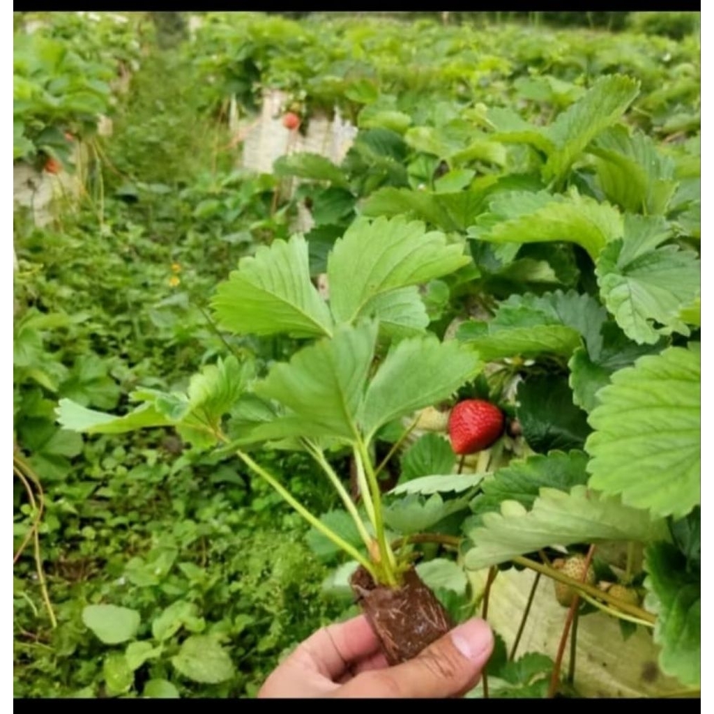 50 batang bibit strawberry mencir siap berbunga