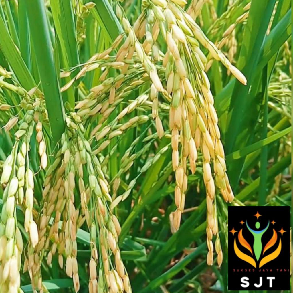 Bibit padi inpari 32 jumbo kualitas super 5kg