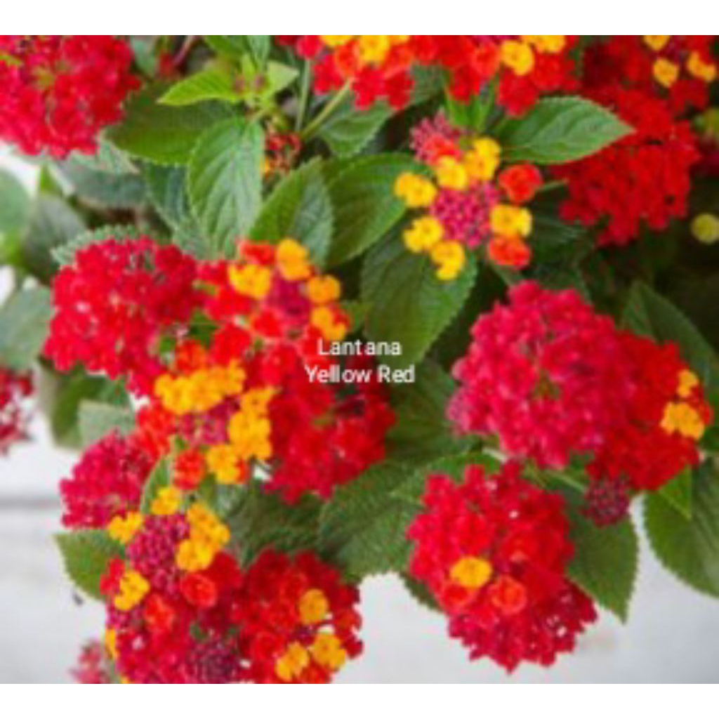 Tanaman merambat lantana yellow red