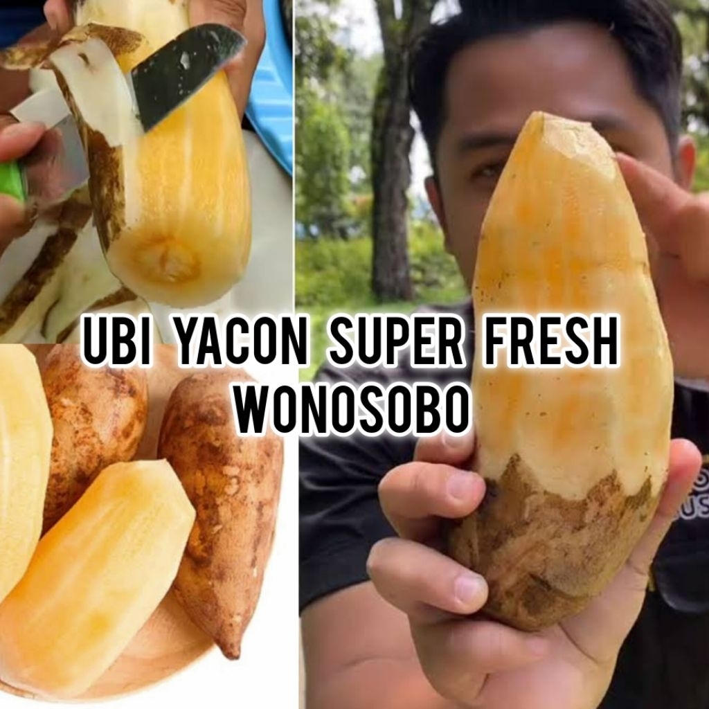 

Ubi Yacon Asli Wonosobo, Kualitas Super Langsung Dari Petani Wonosobo, 500 Gr/Setengah Kg