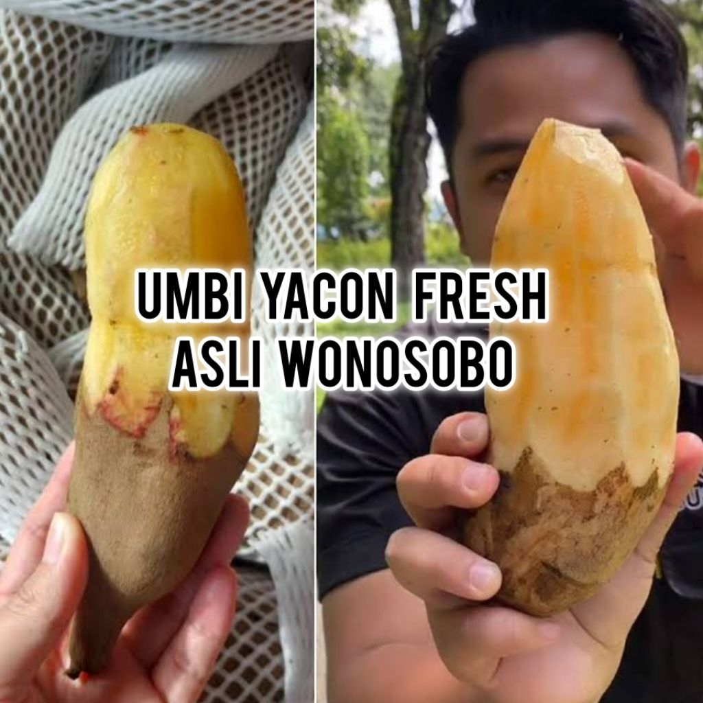 

1 Kg Ubi Yacon Asli Wonosobo, kualitas super langsung dari petani Wonosobo.