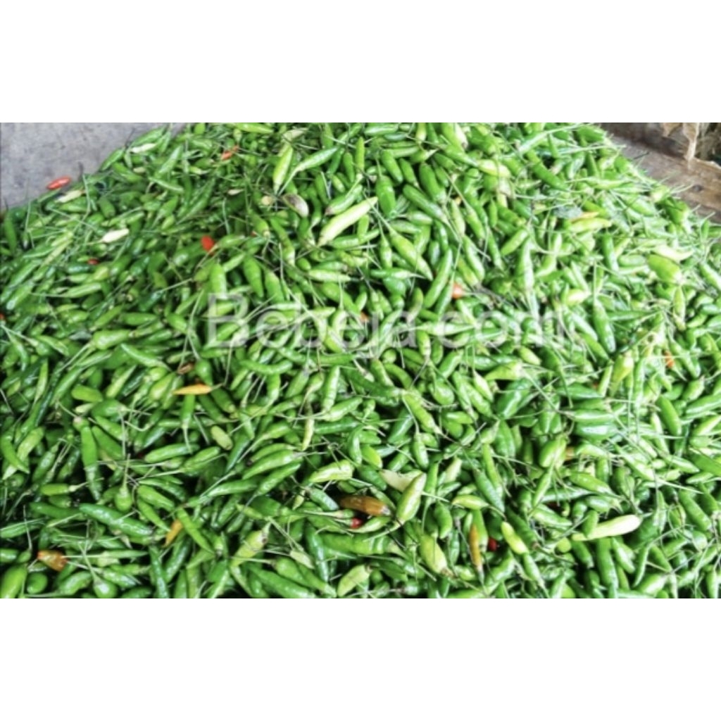 

Cabe Rawit Hijau Segar Bersih 1kg/ Tanpa Busuk