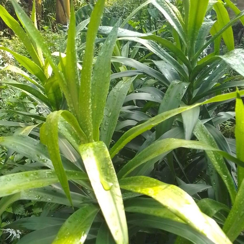 

daun Suji segar 30 lembar order baru petik
