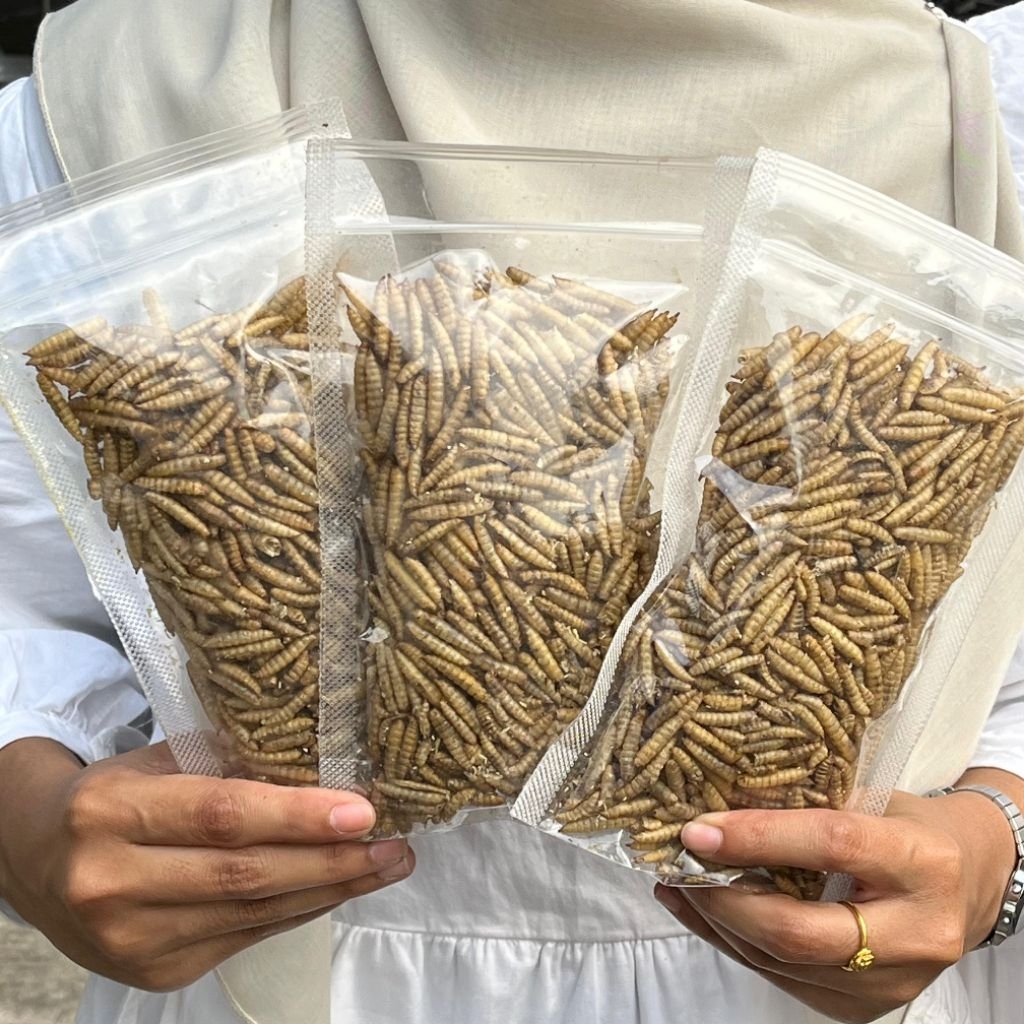 Maggot Kering 100 gram