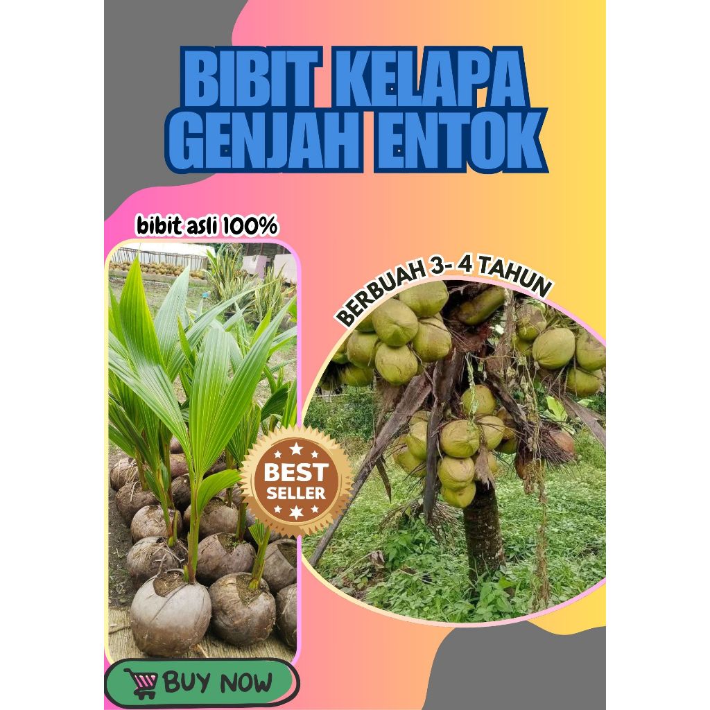 SUDAH DIKUPAS  Bibit Buah Kelapa Genjah Hibrida F1