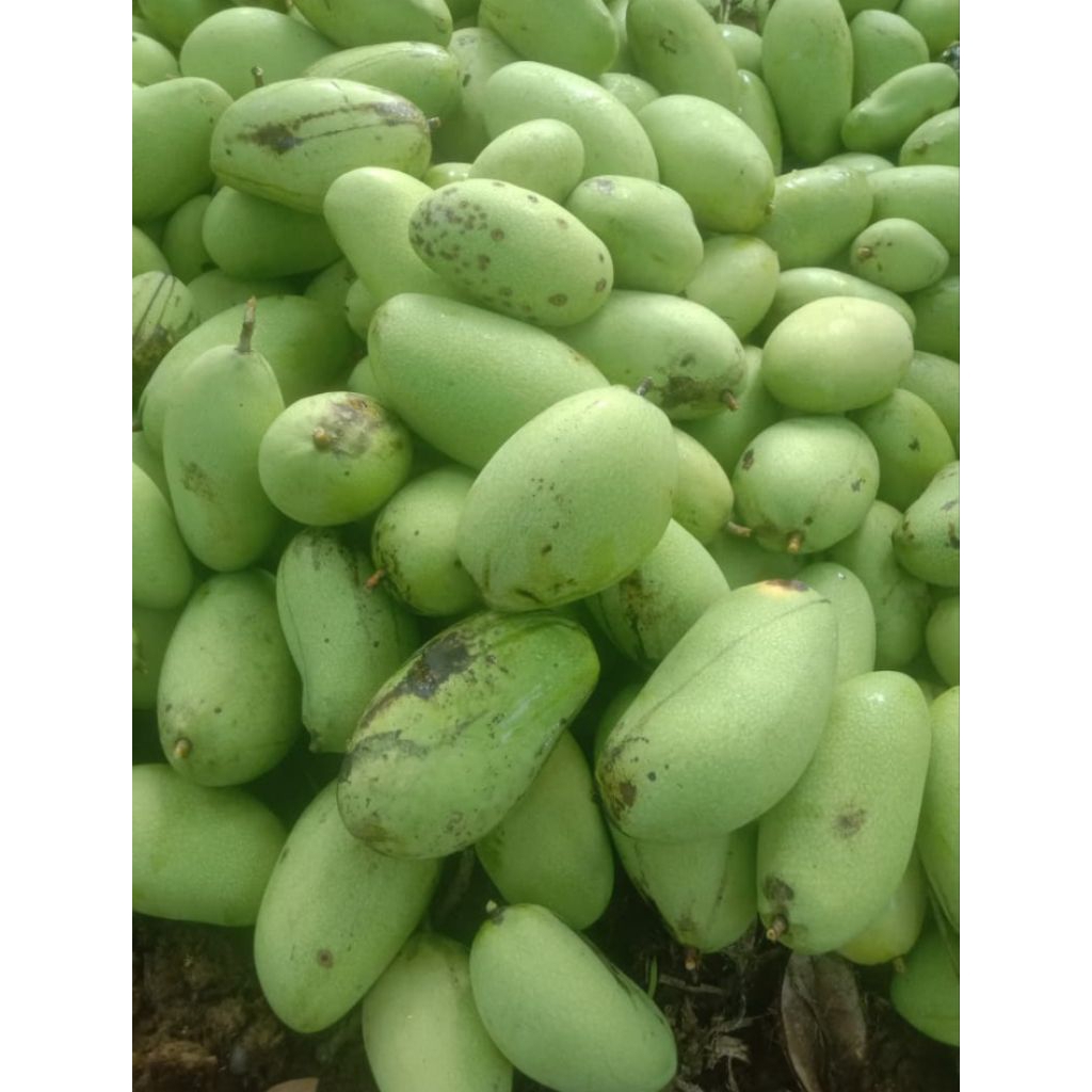

khusus grosir mangga Jawa, harga miring