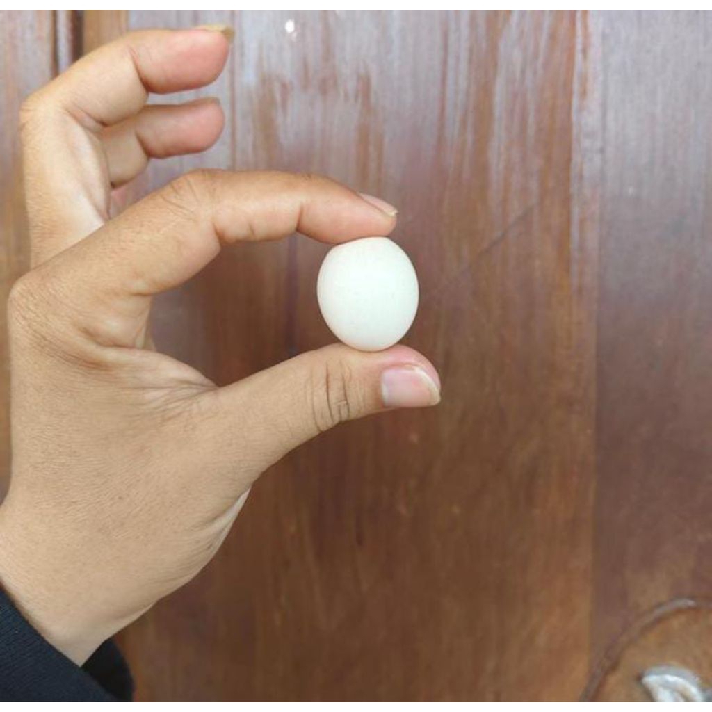 

Telur ayam jantan langka antik telur ayam jago asli barang antik