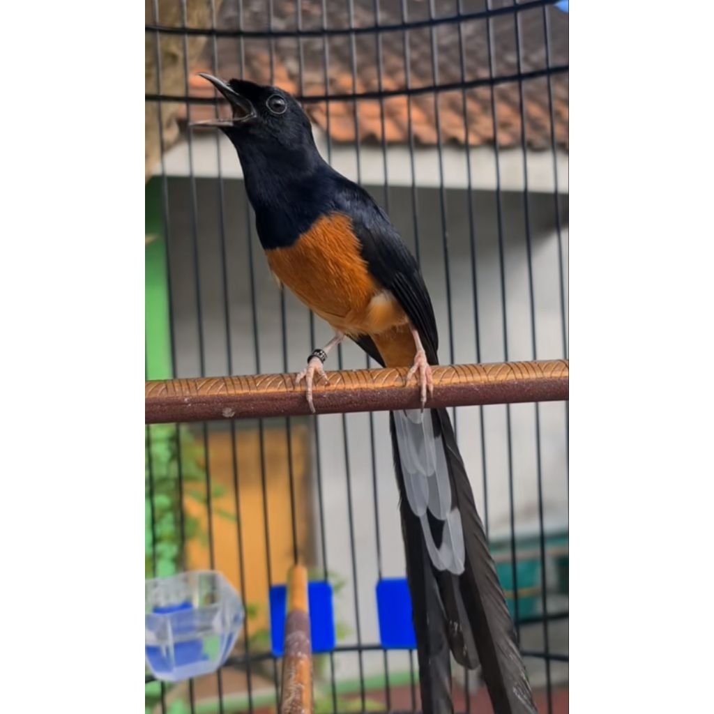 

TELUR FERTIL 1PCS SIAP TETAS MURAI BATU ORIGINAL 100% JAMINAN MENETAS BERGARANSI