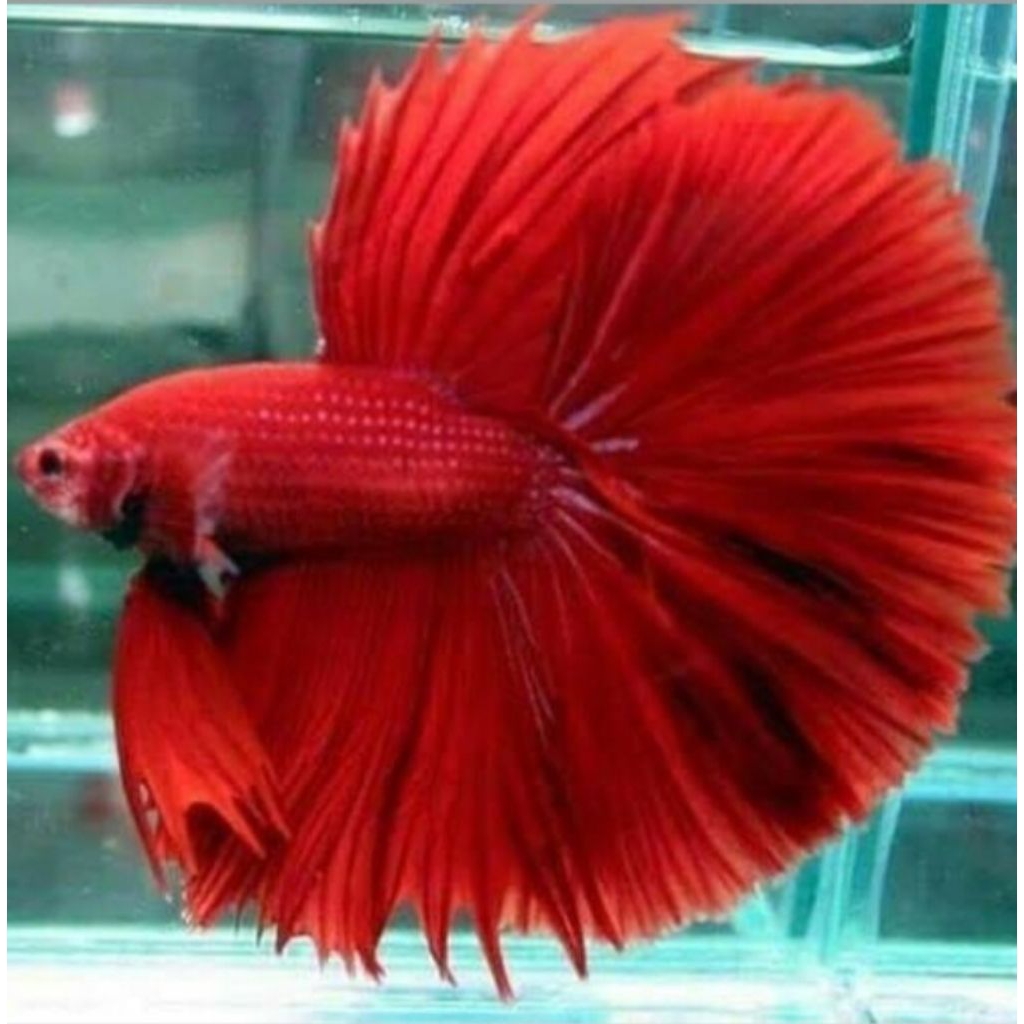 

(GARANSI 100%) sticker ikan cupang halfmoon super red ekor lebar size m++/L