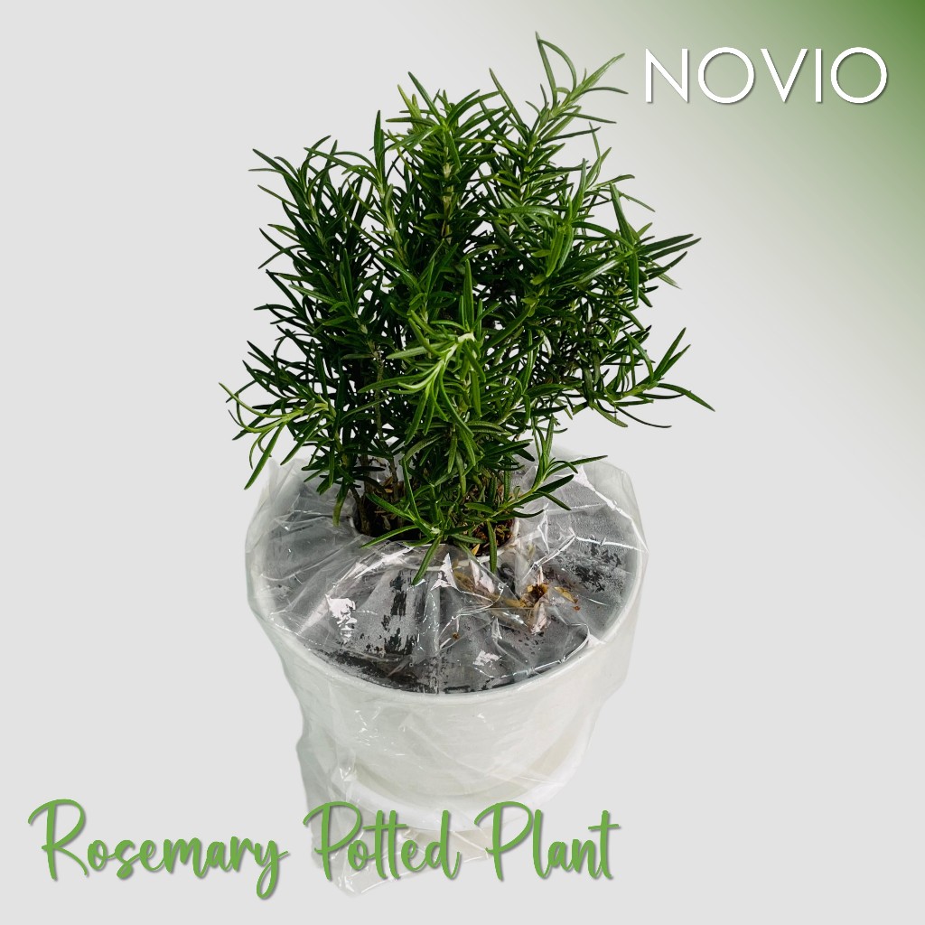 Tanaman rosemary / rosemary / tanaman herbal aromatik rosemary