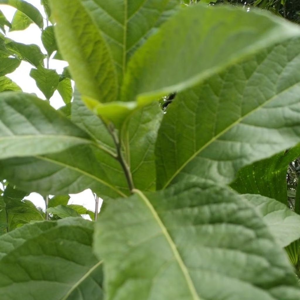 

Daun Aprika Sambung Nyawa Segar 500gram
