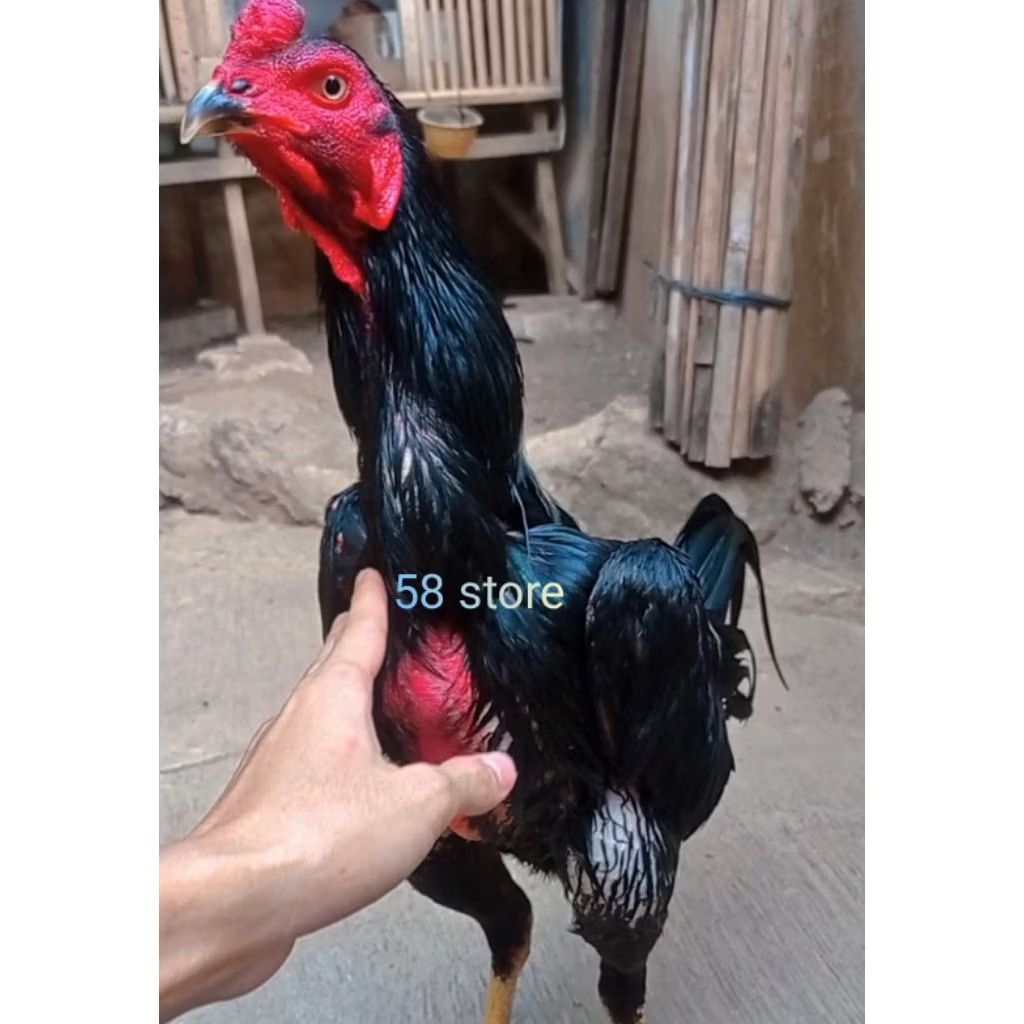 Telur Ayam Pakoy full Brakot Siap Di Tetaskan