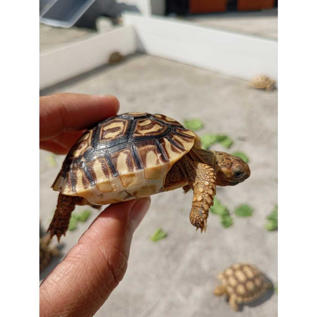 Pardalis Babcocki Murah pelet kura