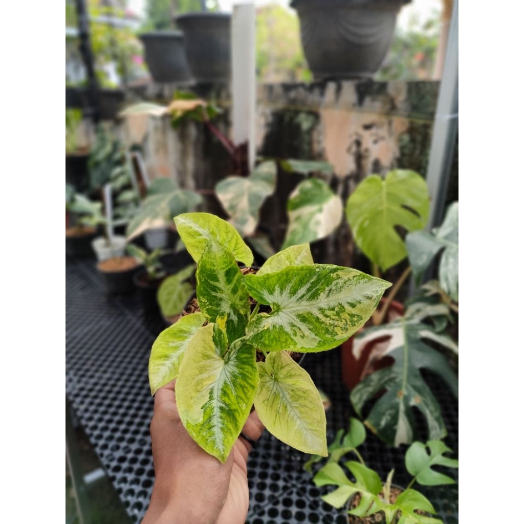 Syngonium Scrambled Egg | Singonium Scrambled egg