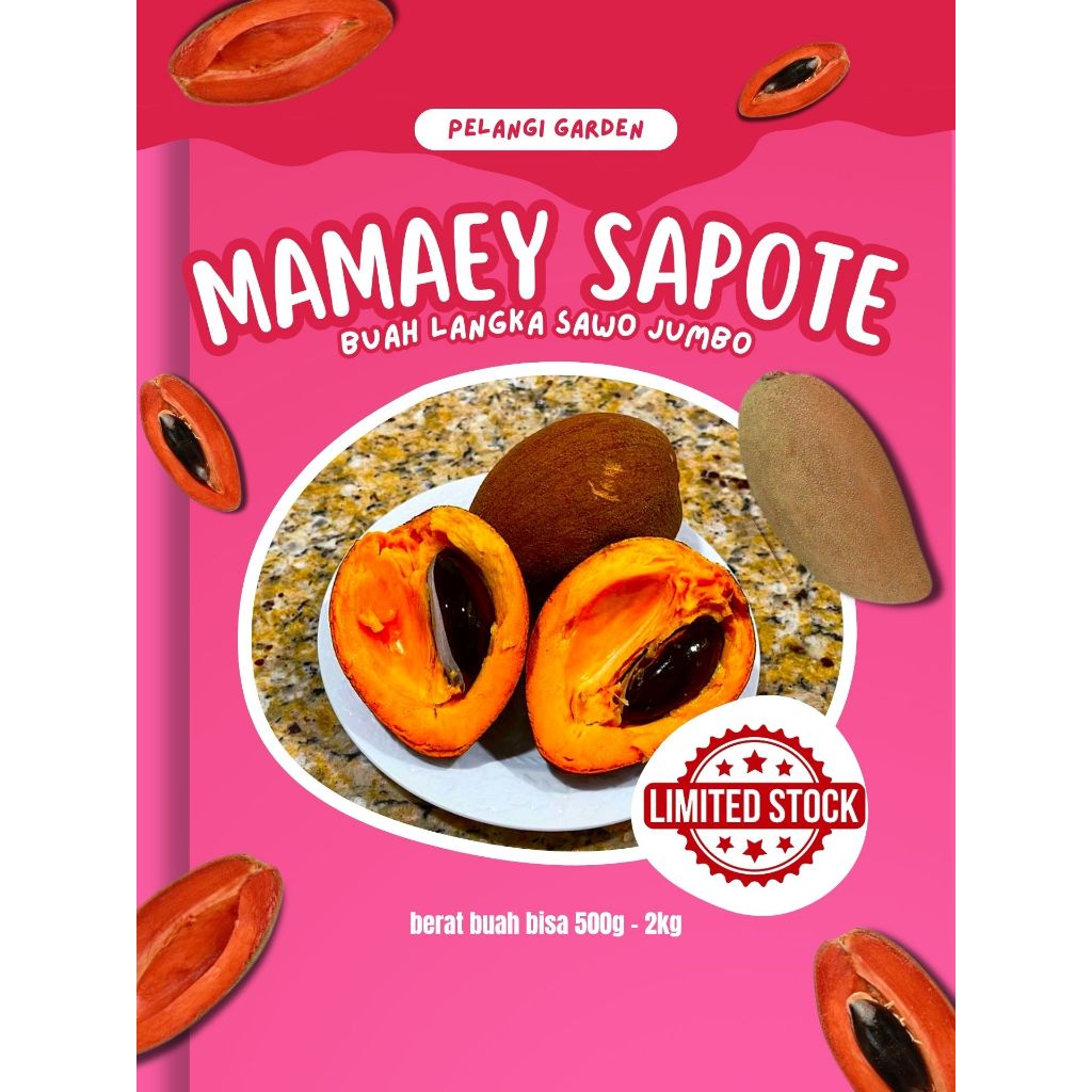 

TERBAIK !! Buah Sawo Jumbo Amerika, Buah Sawo Jumbo Alano