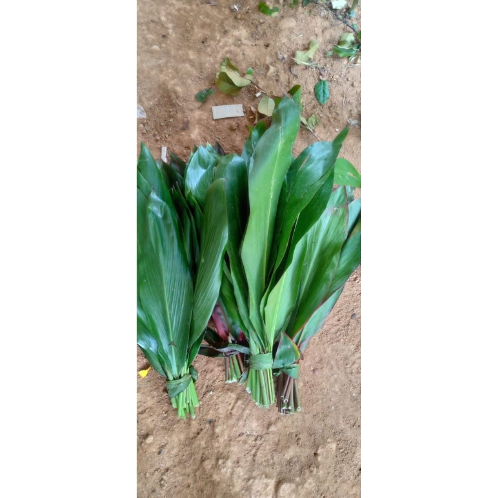 

daun hanjuang bungkus bacang per 1kg