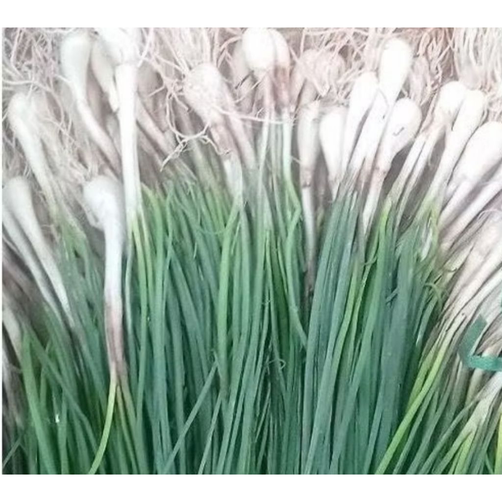 

BAWANG BATAK 1 Kg Fres.. #KUNCAI #KUCAI #LOKIO