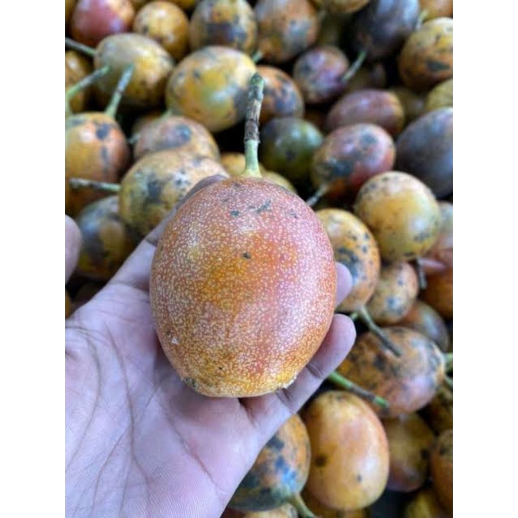 

Buah Markisa Kecut Asam Segar 1 kg