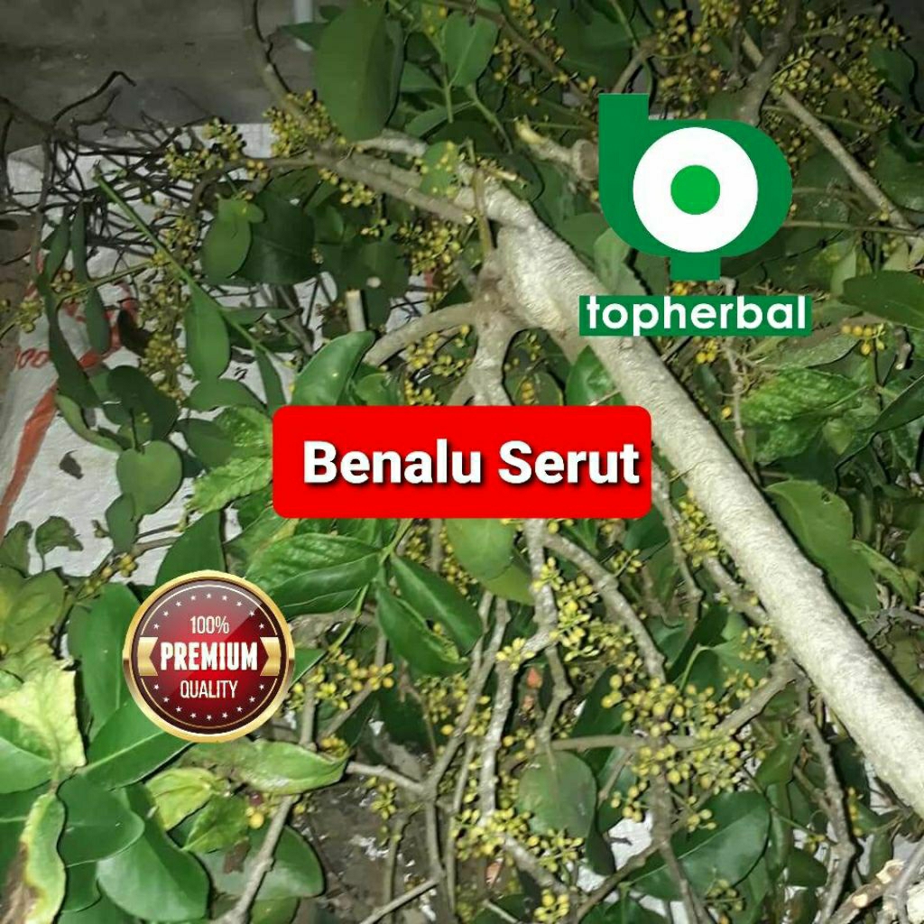 

Daun benalu serut kering hijau grade A+ 1kg/1000gram