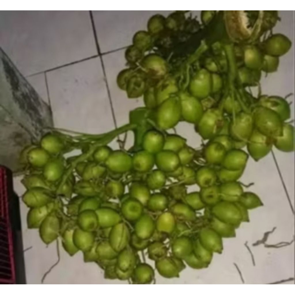 

buah pinang muda herbal alami penguat stamina pria 1000 gram