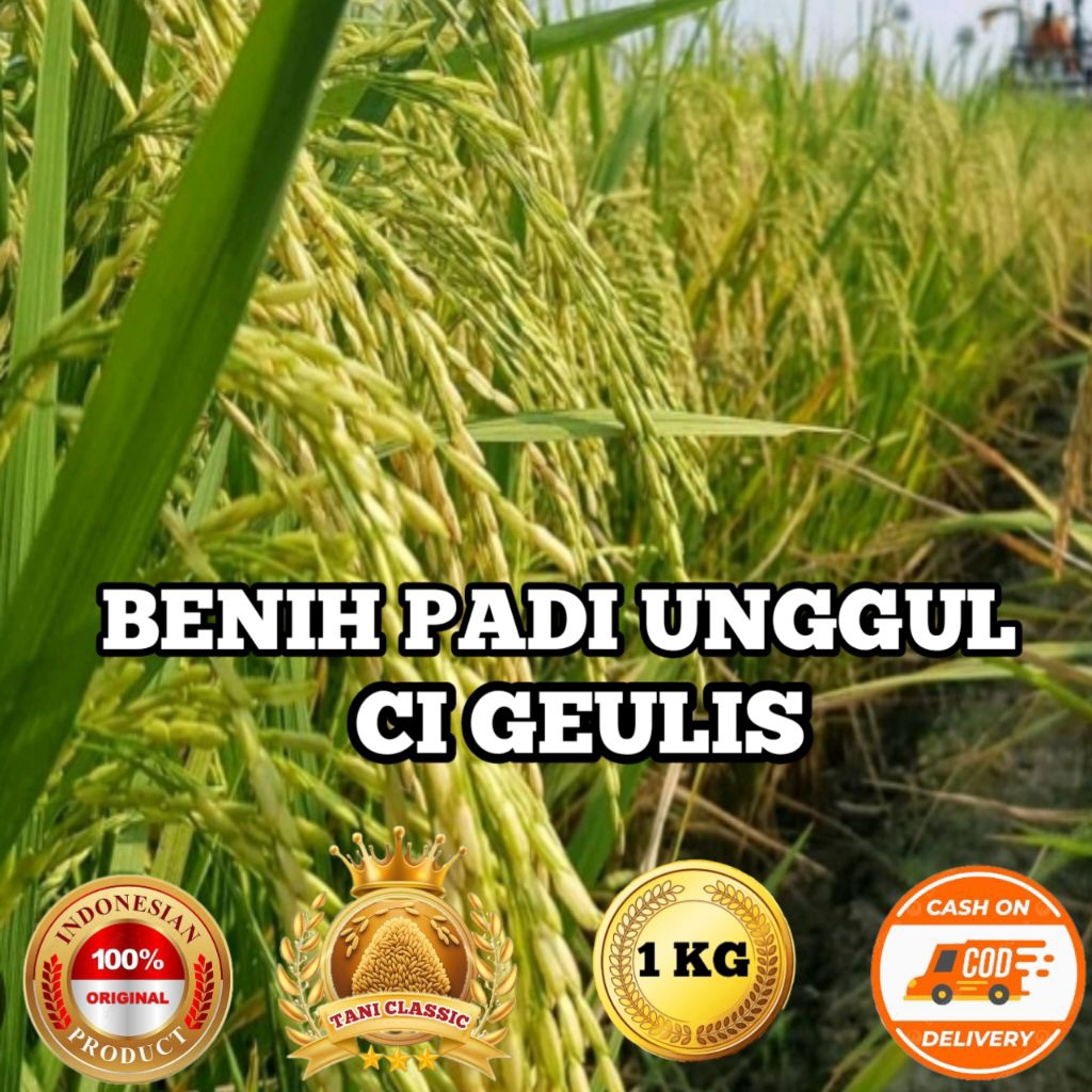 BENIH PADI UNGGUL CIGEULIS BERKUALITAS KEMASAN 1KG