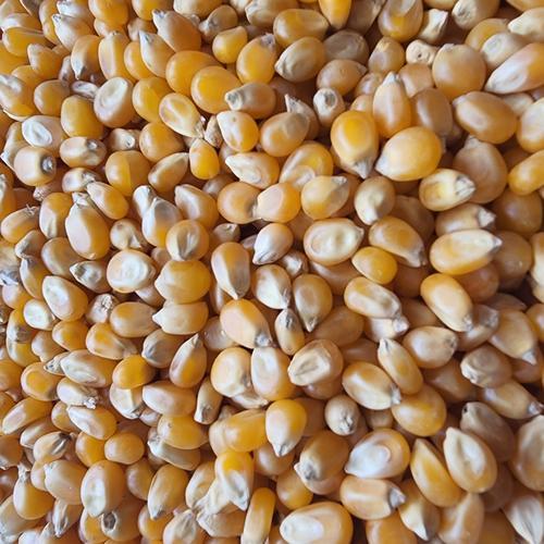 

1kg jagung untuk pop corn