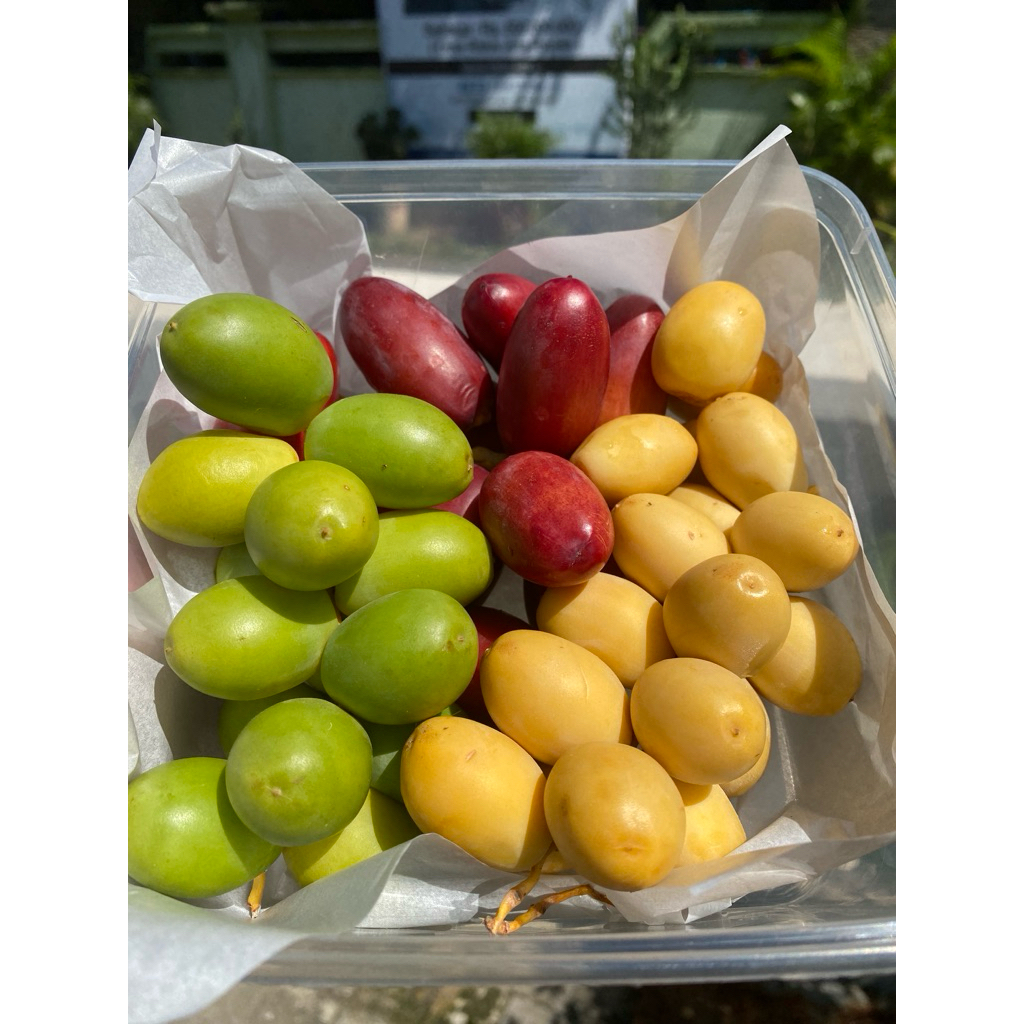 

READY 11 JUNI! KURMA MUDA UNTUK PROMIL BARHEE KUNING FRESH!