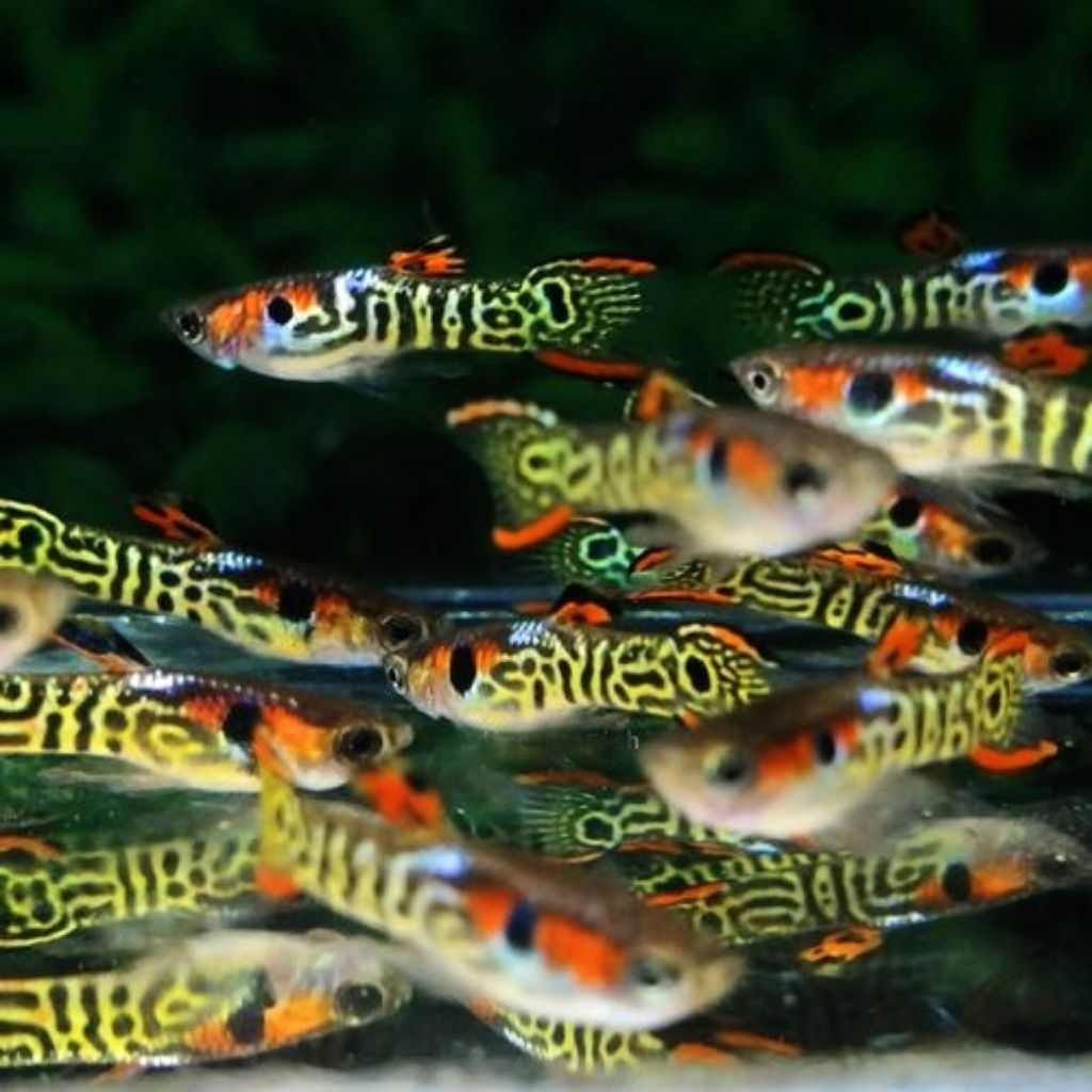 Mini guppy Endler Mini Tiger