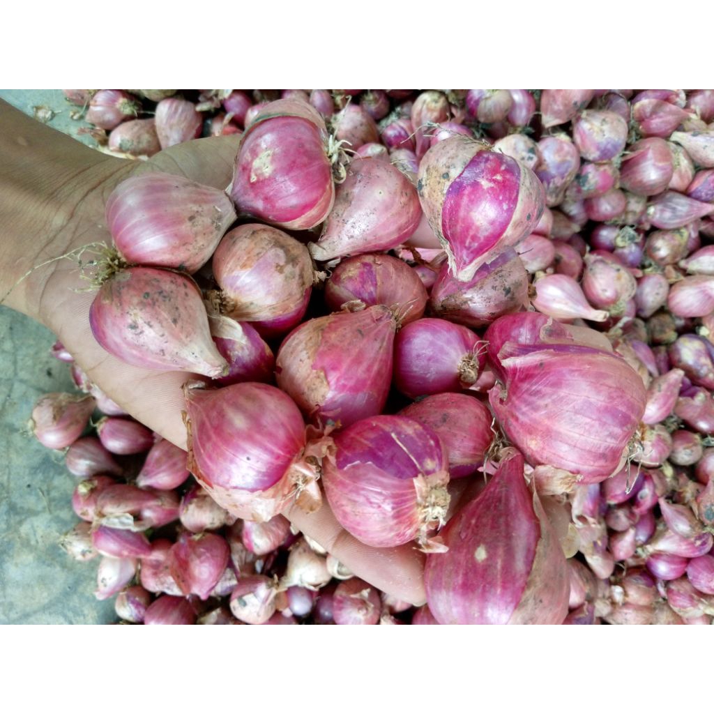 

Super Bawang Merah Besar Lokal