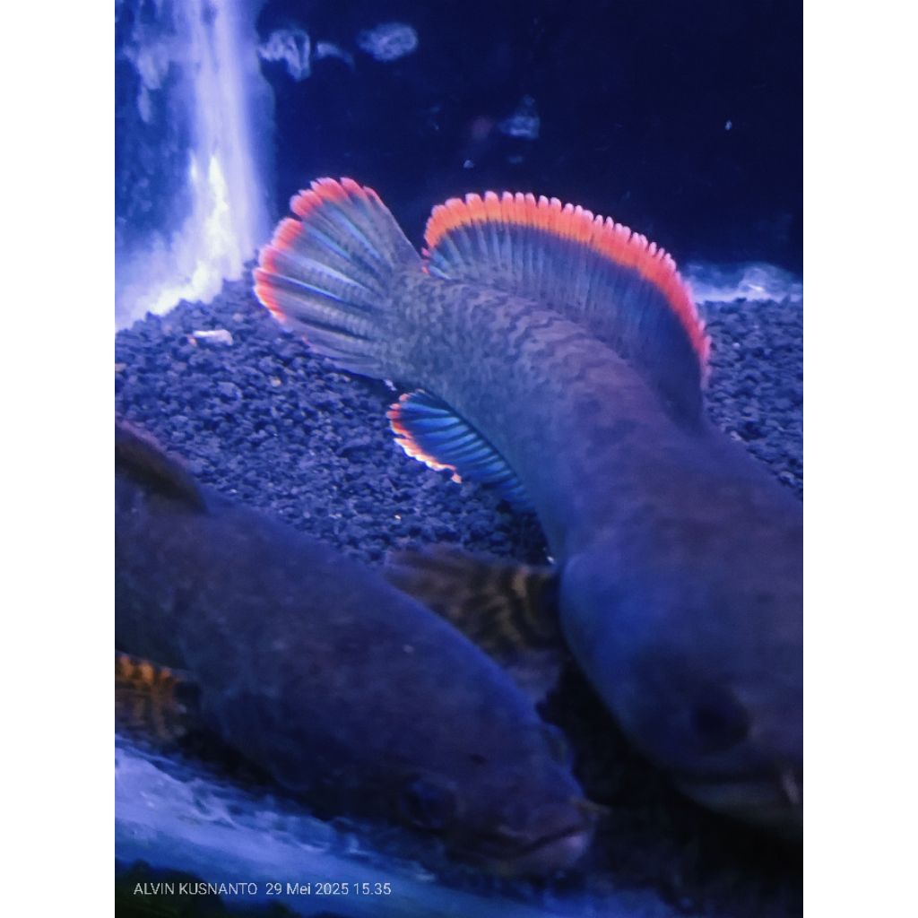HIASAN AQUARIUM CHANA LIMBATA PAIR ALAM ORIGINAL LERENG LAWU