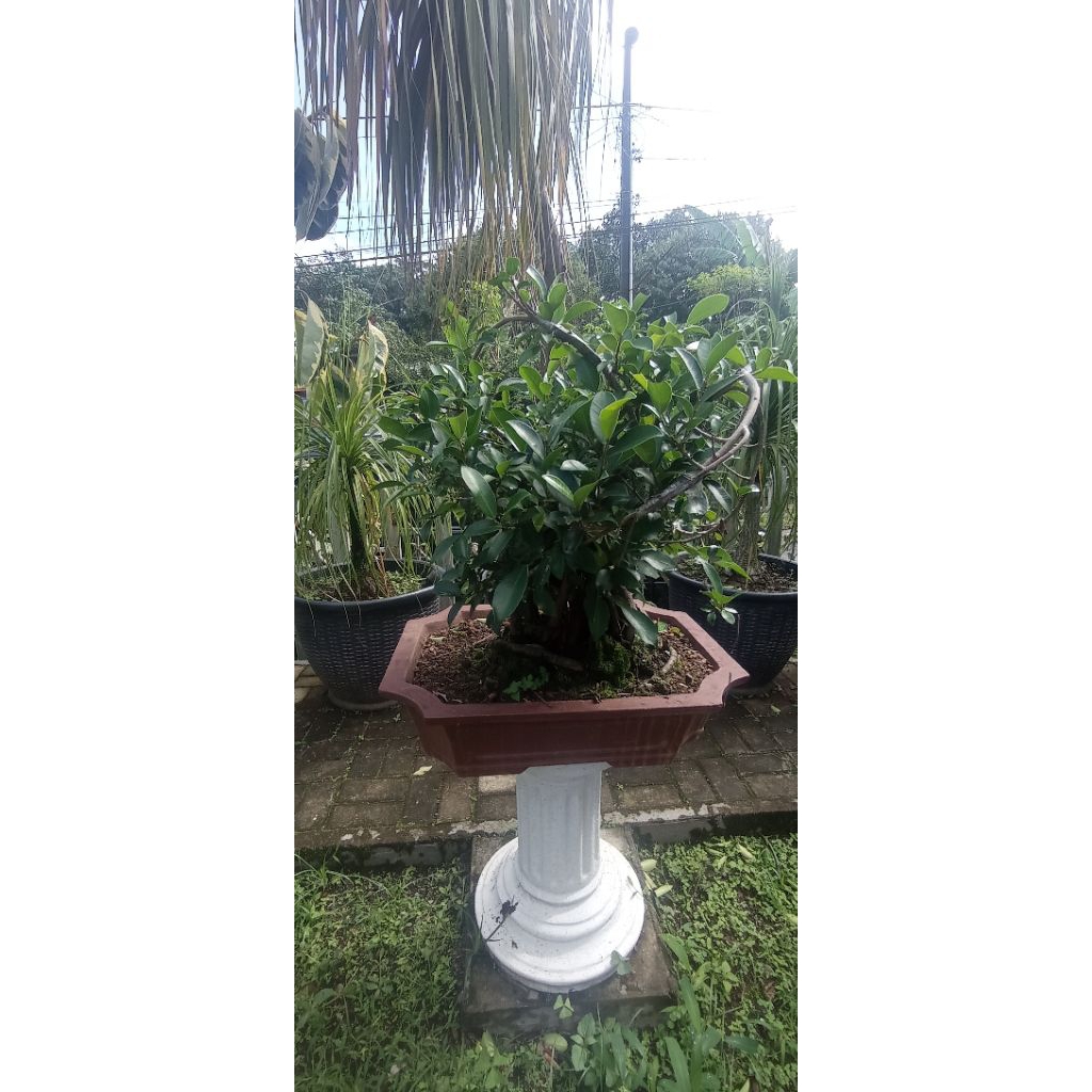 Bonsai ficus Kimeng