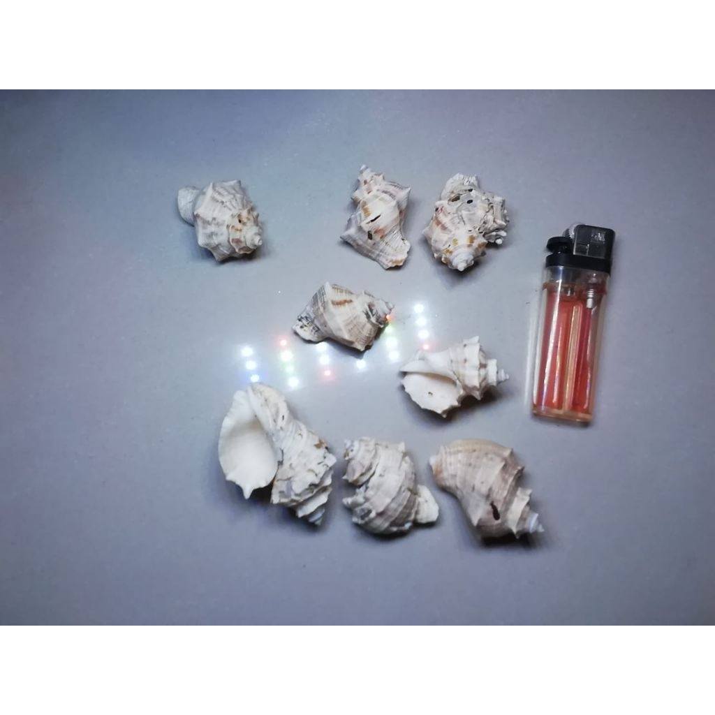 

cangkang kerang hias size 7gr