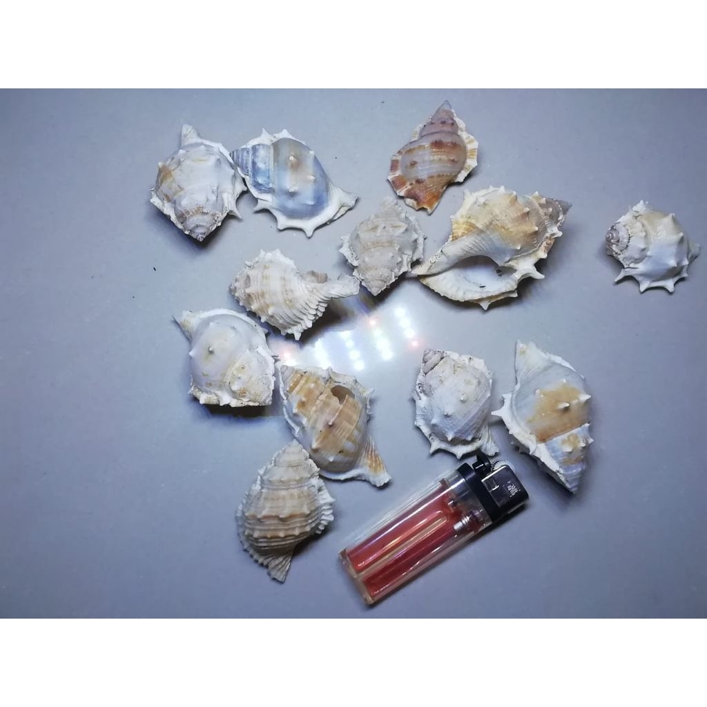 

cangkang kerang bufonaria size 10gr