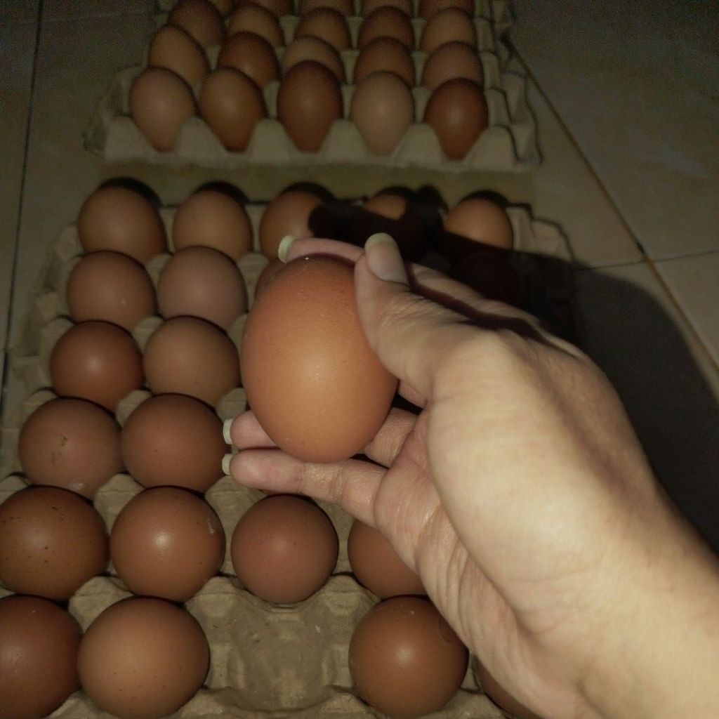 

Telur 1 papan isi 30 butir - medan