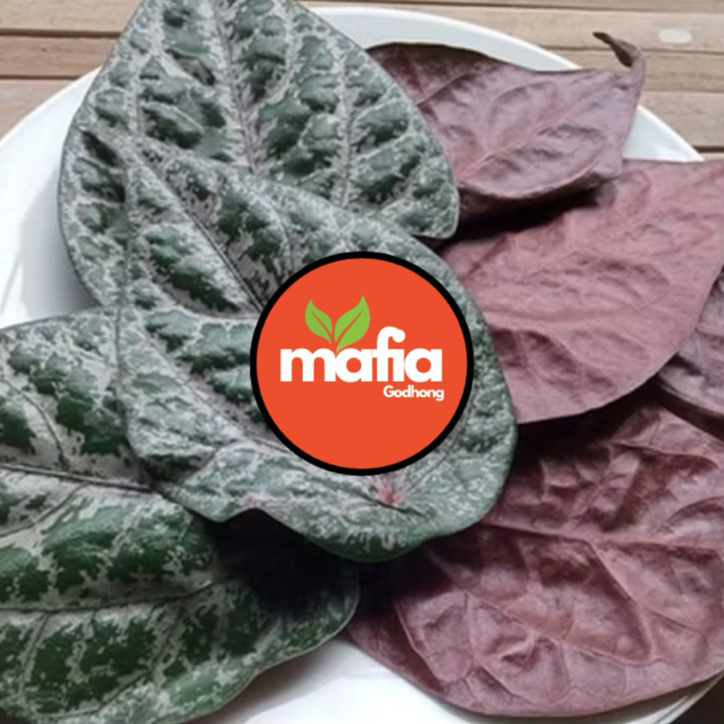 

SIRIH MERAH | SiRIH WANGI |RAMUAN 30 LEMBAR