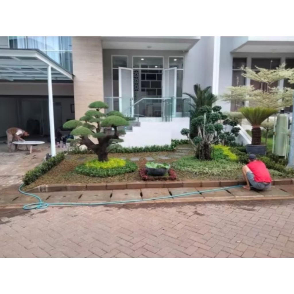 pembuatan taman bonsai cemara udang taman