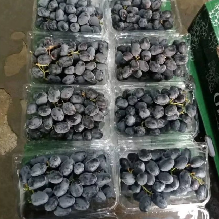 

ANGGUR AUTUM KEMASAN PACK ISI 10